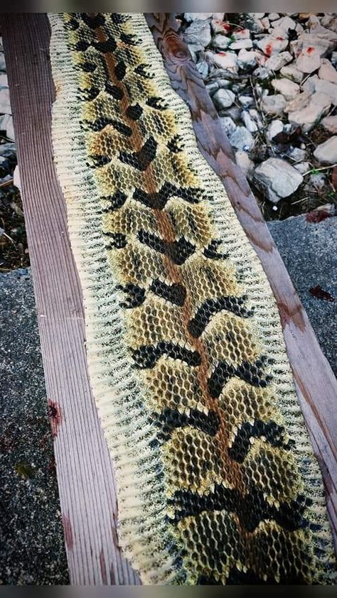 A beautiful display of cleaned roadkill recycling. Rattlesnake hide drying in progress. Rattlesnake Skin Ideas, Rattlesnake Photo, Rattlesnake Striking, Rattlesnake Photography, Eastern Diamondback Rattlesnake, Rattlesnake Skin, Vulture Culture, Snake Skin, Braided Rugs