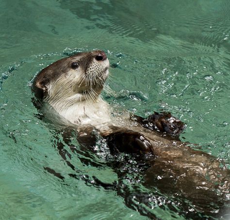 sea otter Sea Otter Wallpaper, Sea Otter Drawing, Tattoo Ideas Ocean, Otter Pfp, Swimming Otter, Otter Facts, Sea Otter Art, Otter Drawing, Otter Tattoo