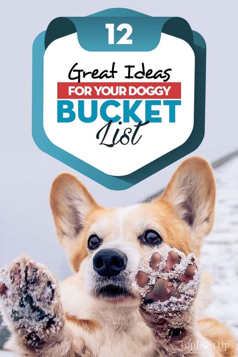 12 Great Ideas for Your Dog Bucket List #bucketlist #dogs #pets #animals #toplist #wishes #dreams #todothings Dog Last Day, Dog Bucket List, Dog Boutique Ideas, Senior Dogs Care, Dog Friendly Vacation, Dog Trailer, Leaving Presents, Reactive Dog, Dog Enrichment