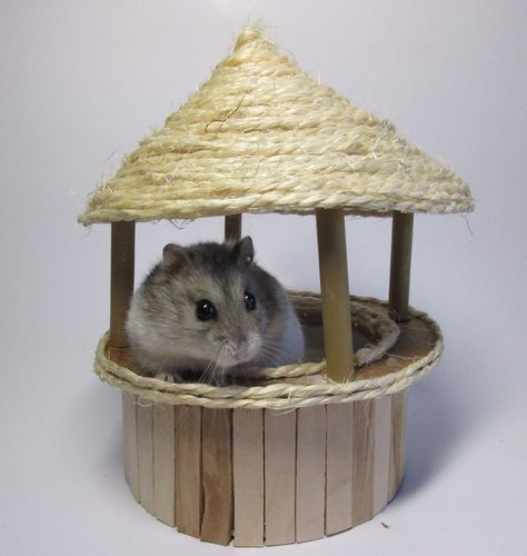 A summery sand bath for your beloved rodent! Diy Hamster Stuff, Hamster Diys, Diy Hamster Toys, Hamster Sand Bath, Hamster Diy Cage, Hamster Cage Ideas, Hamster Ideas, Pet Mouse, Cage Hamster