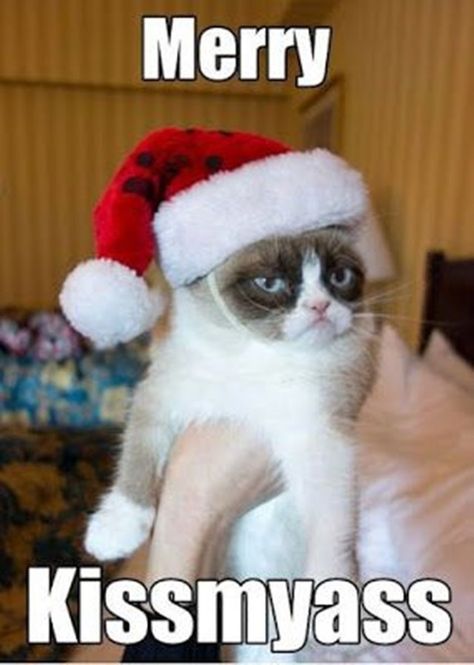 Merry Kissmyass Funny Memes for Merry Christmas ch Funny Merry Christmas Memes, Merry Christmas Meme, Grumpy Cat Christmas, Grumpy Cat Quotes, Funny Christmas Jokes, Grumpy Cats, Christmas Memes Funny, Gatto Carino, Merry Christmas Funny