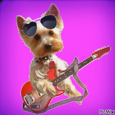 Dog playing guitar Dog Playing Guitar, Dog Playing, Playing Guitar, Scooby Doo, Animated Gif, Cute Animals, Teddy Bear, Guitar, Gif