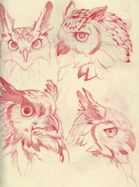 Animal Tattoo Ideas, Ear Tattoo Ideas, Skateboard Art Design, Ear Tattoos, Bird Sketch, Animal Drawings Sketches, Nature Sketch, Owls Drawing, Skateboard Art