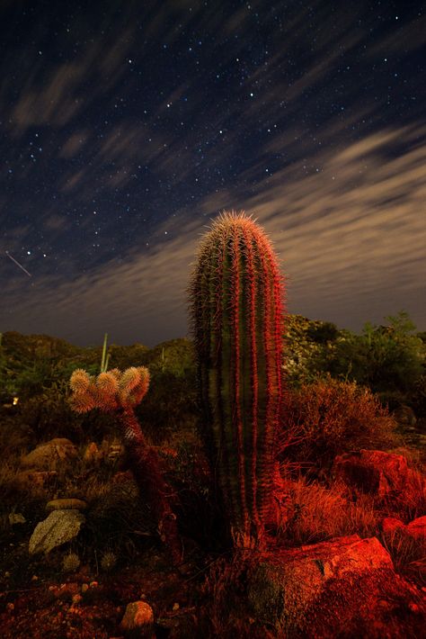 Interesting Photo of the Day: Blood Red Cacti Red Cactus, Desert Aesthetic, Cactus Photography, Phone Photo, Desert Life, Desert Flowers, Desert Art, Cactus Design, Cactus Flowers