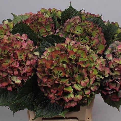 Flowers Arrangements For Table, Burgundy Hydrangea, Hydrangea Green, Dutch Flowers, Fall Hydrangea, Red Hydrangea, Table Flower Arrangements, Flower Arrangements Wedding, Hydrangea Arrangements