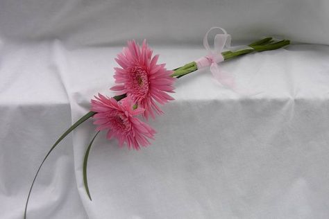 Gerbera Daisies tied with Lily Grass and a simple bow to be carried with the fingertips Gerber Daisy Boutonniere, Daisy Bridesmaid Bouquet, Gerbera Bouquet Wrap, Single Gerbera Bouquet, Gerbera Daisy And Rose Bouquet, Gerbera Daisy Bridal Bouquet, Daisy Wedding Flowers, Daisy Wedding, Gerbera Daisy