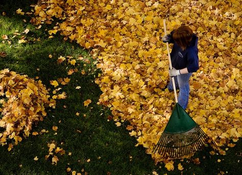 Spare the rake, spoil the lawn? Getting at the root of our fall ritual April Gardening, Gardening Calendar, Raking Leaves, Spring Gardening, The Rake, Big Backyard, Garden Calendar, Best Seasons, Autumn Garden