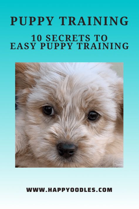 Formal Dog, Puppy Socialization, Crate Training Puppy, Puppy Proofing, Cute Dog Collars, Doodle Puppy, Domestic Animals, Puppy Training Tips, Getting A Puppy