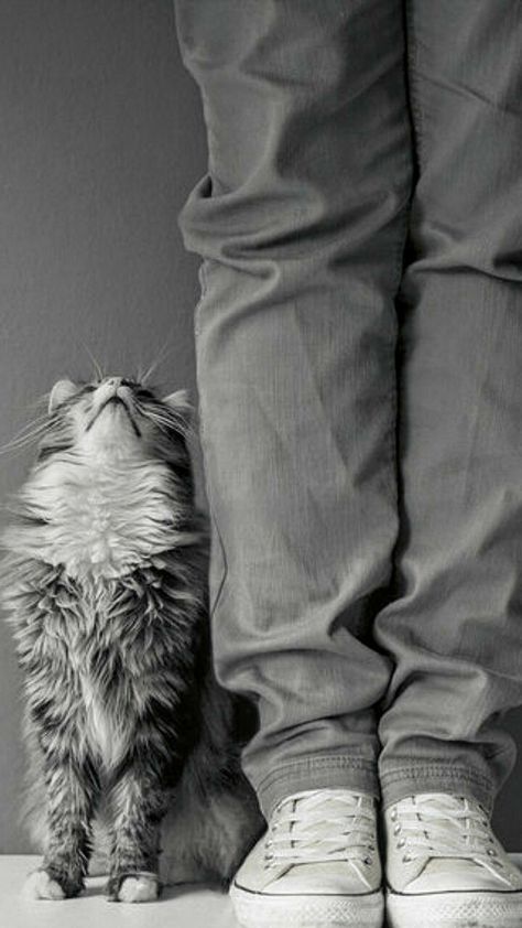 Kitty Photoshoot, Cat Family Photo, Monochrome Photo, Animal Photoshoot, Kitten Photos, Dog Photoshoot, Lots Of Cats, Cat Pose, Cat Family