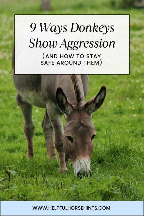 Many farms all over the country have at least one donkey as a pet or as a guardian for livestock. Donkeys are usually fun, lovable animals that only occasionally display signs of aggression. Donkeys are not shy about showing aggression, so you can detect it easily if you know what to look for. Recognizing the different ways that donkeys show aggression can help donkey owners deescalate the situation before things get bad.  #donkey #donkeylover #safetyfarming #donkeyaggresion #helpfulhorsehints Diy Donkey Shelter, Donkey Hoof Trimming, Miniature Donkey Shelter, Mini Donkey Care, Donkey Enclosure, Mini Donkey Shelter, Donkey Quotes, Donkey Toys, Donkey House