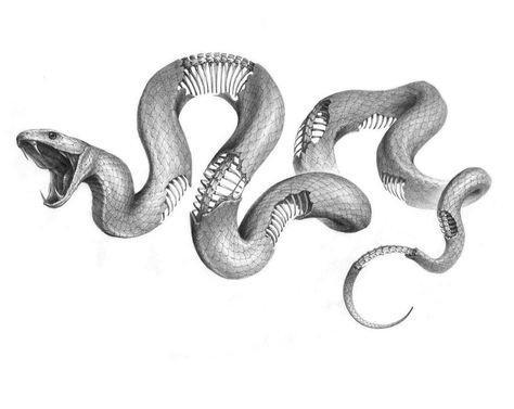 Worst Tattoos, Cobra Tattoo, Snake Illustration, Snake Drawing, Snake Tattoo Design, Snake Art, Gothic Tattoo, Tattoo Portfolio, Best Tattoo Designs