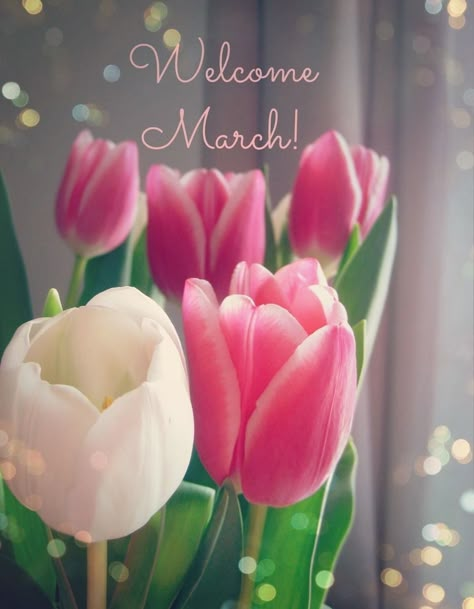 Hello March Images, March Images, Welcome March, Neuer Monat, March Quotes, Months And Seasons, Month Quotes, Monthly Quotes, Happy March