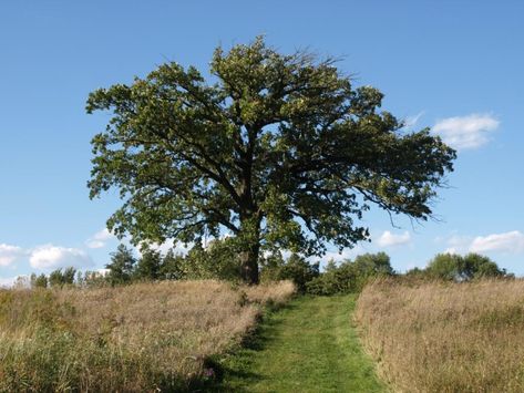 Bur oak | The Morton Arboretum Bur Oak Tree, Burr Oak, Morton Arboretum, Children's Garden, Forest Road, Oak Trees, Green Door, Crab Apple, Oak Tree