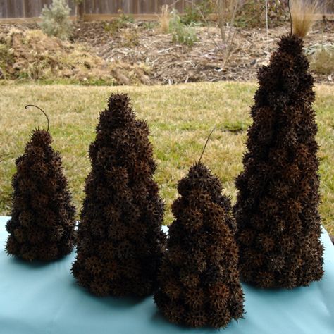 Sweet gum ball trees Sweet Gum Tree Crafts, Sweet Gum Tree, Tree Transplanting, Seed Art, Sweet Gum, Acorn Crafts, Sweet Trees, Gum Tree, Cone Trees