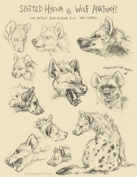 Spotten Hyena vs. Wolf Anatomy by Tess Garman Animal Art Study, Wolf Anatomy, Hyena Art, Animal Sketching, Hyena Tattoo, Animal Drawings Sketches, Animal Anatomy, Animal Study, Canine Art