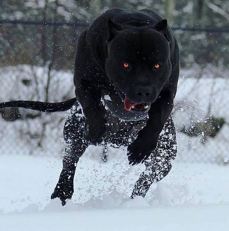 #pitbullterrier #dogoargentino #canecorso Pitbull Noir, Black Pitbull, Bully Breeds Dogs, Big Dog Breeds, Scary Dogs, Huge Dogs, American Pitbull, Bully Dog, Pitbull Puppies