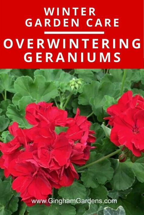 Wintering Geraniums, Geraniums Over Winter, Geraniums Indoors, Overwintering Geraniums, Winter Landscaping, Homesteading Garden, Geranium Care, Planting Plants, Rustic Outdoor Decor