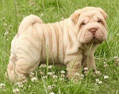 Shar Pei Puppies, Cute Bulldog Puppies, Shar Pei Dog, Very Cute Puppies, English Bulldog Puppies, Cute Animals Puppies, Very Cute Dogs, Really Cute Dogs, Cute Little Puppies