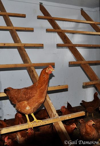 Chicken Coop Perch Ideas Diy, Chicken Perch Ideas, Inside A Chicken Coop, Chicken Roosts, Inside Chicken Coop, Chicken Ladder, Chicken Perch, Chicken Perches, Chicken Roost