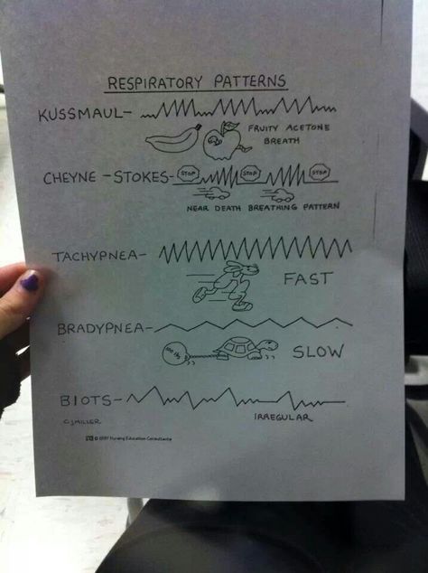 Best diagram I've seen for breathing patterns. Medical Pneumonics, Emt Notes, Nursing Lifestyle, Nurse Lifestyle, Emt Basic, Breathing Patterns, Nursing Knowledge, Nclex Tips, Neuro Nurse