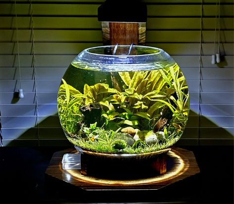 Aquascape Planted Fish Bowl with Custom Stand update Fish Bowls With Plants, Shrimp Bowl Aquarium, Planted Fish Bowl, Fish Bowl Ideas, Fishbowl With Plants And Fish, Betta Fish Plant Vase, Bowl Aquarium, Betta Fish Bowl, Plant Bowl