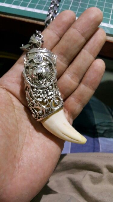 Genuine Tiger Teeth / Fang Pendant Lion Nails, Tiger Teeth, Gold Pendants For Men, Tiger Nails, Tiger Claw, Tiger Tooth, Diamond Necklace Simple, Animal Teeth, Tiger Pendant