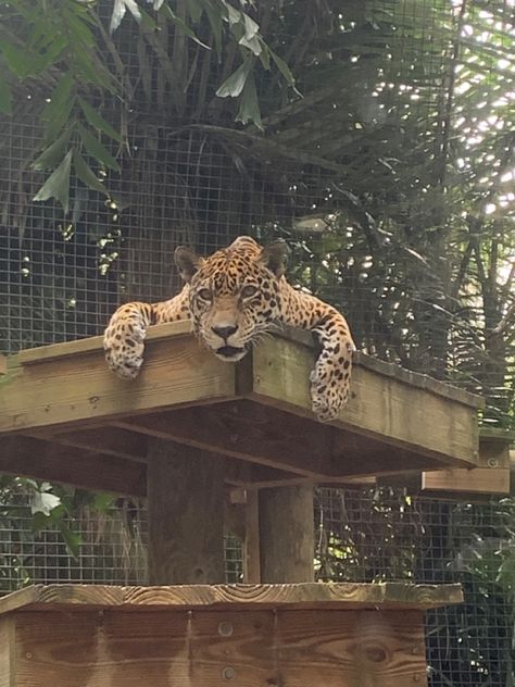 jagaur || big cats || wild animals || animal photography || zoo || jungle Big Cat Sanctuary, Wild Animal Sanctuary, Cat Sanctuary, Jungle Cat, Animal Sanctuary, Big Cat, Wild Animal, Wild Animals, Big Cats