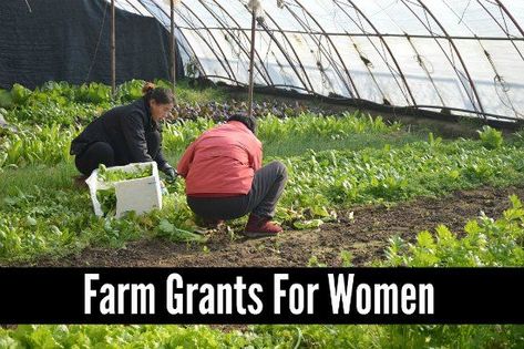 FARM GRANTS FOR FEMALES 2021 (21+ grants) | Business Yield Women In Agriculture, Grants For Women, Preschool Easter, Greenhouse Farming, Jesus Easter, Homestead Farm, Farm Business, Future Farms, Homesteading Skills