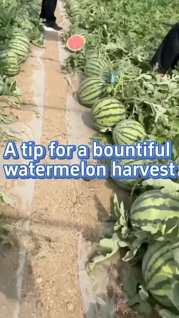 Planting Cilantro, Hydroponic Herbs, Gardening Planting, September 10, Gardening Ideas, Cilantro, Gardening Tips, Planting, Watermelon