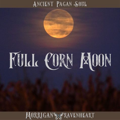 Today’s full moon is again in Aquarius. Planetary alignment with Jupiter makes this full moon the ideal time to think outside of the box in regards to our intimate relationships. Having just celebrated the first harvest on Lammas, it’s also a wonderful time to practice gratitude. In that light, I offer a ritual at the link below: https://ancientpagansoul.com/full-corn-moon-ritual/ #FullMoon #FullCornMoon #FullMoonMagick #Ritual #MoonWater #AncientWisdom Full Corn Moon Ritual, Corn Moon Ritual, Moon Aquarius, Planetary Alignment, Corn Moon, Sturgeon Moon, Moon In Aquarius, Moon Ritual, Orange Candle