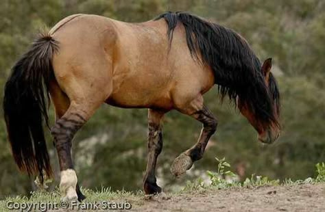 Buckskin mustang with a dorsal stripe and tiger stiped legs Horse Mustang, Kiger Mustang, Mustang Horses, Horse Reference, Mustang Horse, Horse Inspiration, Bay Horse, Horse Colors, Wild Mustangs