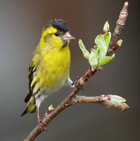 Male Siskin Red Siskin Bird, Siskin, Parrot, Birds, Animals