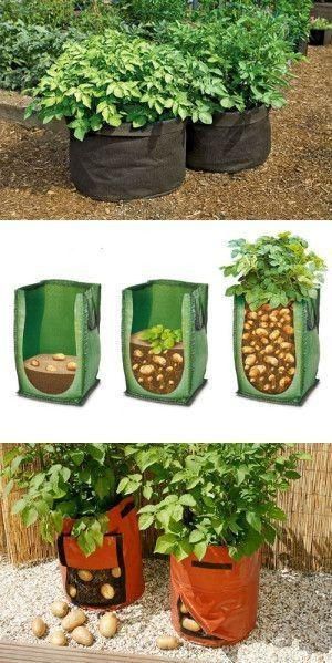 Potatoes In Containers, Grow Potatoes In Container, Container Potatoes, Potato Planters, Grow Potatoes, Container Vegetables, نباتات منزلية, Growing Potatoes, Veg Garden