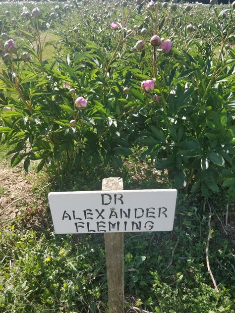 Alexander Fleming, Peonies, Light Box, Alexander