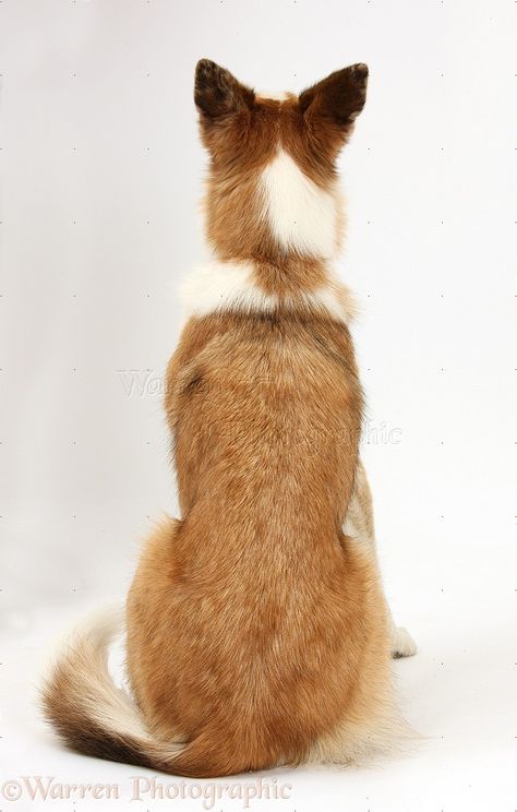 Wolf Sitting Back View, Sitting Dog Drawing Reference, Dog Sitting Reference, Dog Sitting Back View, Sitting Down Back View, Dog Reference Poses, Dog Reference Photo, Dog Poses Reference, Wolf Puppies