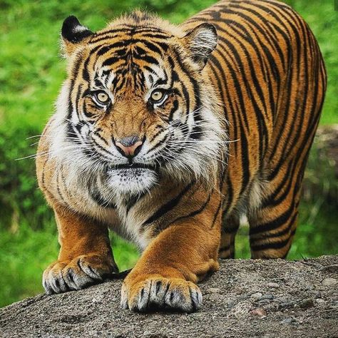 Love ❤️❤️ . . 👉Follow @wildlife_cats 👉Follow @wildlife_cats 👉Follow @wildlife_cats 👉picture by unknown DM credits . . #panther… Sher Khan, Tyger Tyger, Tiger Cubs, Crouching Tiger, Sumatran Tiger, Tiger Love, Cat Species, Tiger Pictures, Bengal Tiger