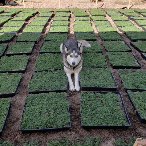 StarCarpetLV - StarCarpetLV, Drought Tolerant Landscape Starcarpet Pet Friendly Ground Cover, Grass Alternative Backyard For Dogs, Dog Friendly Backyard Landscaping, Dog Yard Landscaping, Star Carpet, Zero Scape, Grass Alternatives, Drought Tolerant Grass, Grass Alternative