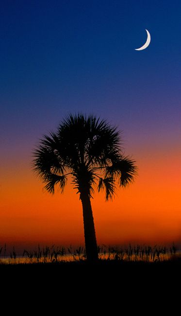 Sabal Palmetto Palm Tree Quotes, South Carolina Art, Palmetto Moon, Palmetto Tree, Seabrook Island, Sky Pics, South Carolina Beaches, Carolina Beach, Good Night Moon