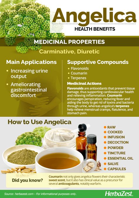 #Angelica, an herbaceous perennial, has been used for centuries in a variety of medicinal preparations. Click on the image to learn about its properties. #Herbazest #natural #medicinalplants #healthy Angelica Root Benefits, Breastfeeding Nutrition, Keto Green, Mandala Crafts, Japan And Korea, Massage Benefits, Nasal Congestion, Herbs For Health, Holistic Nutrition