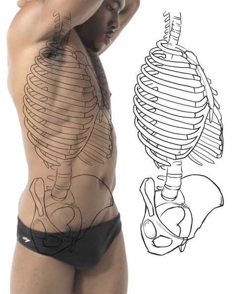 Practicing bone structure and landmarks of the torso. Anatomy Bones, Anatomy Sculpture, Bone Structure, Anatomy Tutorial, Human Anatomy Drawing, Human Anatomy Art, Human Drawing, Anatomy Sketches, Anatomy Poses