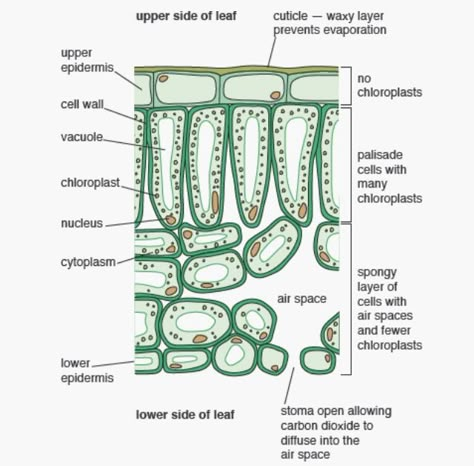 Leaf cell. Cross Section Of A Leaf, Plant Morphology, Levels Of Organization, Plant Anatomy, Elementary Science Classroom, Biology Plants, Plant Classification, Plant Biology, Science Infographics