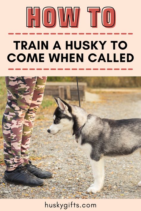 How to train a husky to come when called Husky Training Tips, Husky Care, Husky Puppy Training, Native American Dog, Siberian Husky Training, Husky Facts, Husky Training, Puppy Training Guide, Miniature Husky