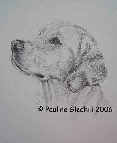 Labrador Sketch Drawings, Drawing Ideas Pencil Sketches, Drawing Ideas Pencil, Dog Pencil Drawing, Pencil Drawings Of Animals, Animal Drawings Sketches, Dog Sketch, Charcoal Drawings, Art Drawings Sketches Pencil