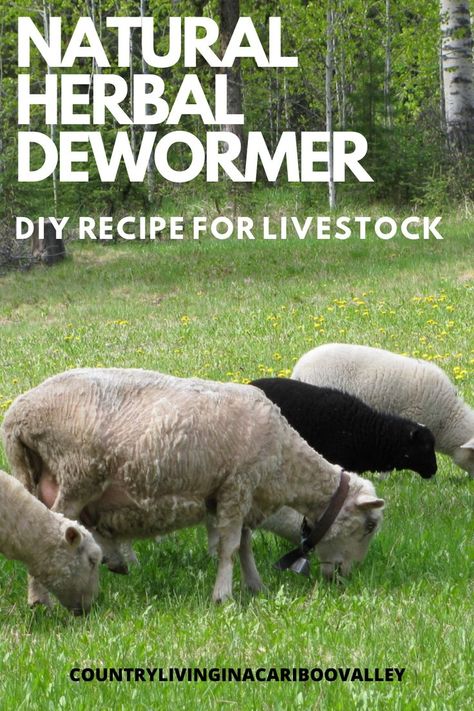 Caring For Sheep, Dorper Sheep Raising, Natural Dewormer For Goats, Natural Goat Dewormer, Sheep Farming Ideas, Katahdin Sheep, Raising Sheep, Sheep House, Keeping Goats