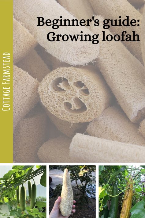 Luffa Plant Trellis, Luffa Gourd Trellis, Grow Loofah Sponges, Luffa Gourd Recipe, Planting Loofah, Growing Luffa From Seed, How To Grow Luffa From Seed, How To Grow Loofah Plants, Growing Gourds From Seeds