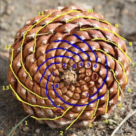 Fibonacci Growth Patterns Fibonacci Sequence In Nature, Fibonacci Number, Dome Building, Fibonacci Sequence, Geometry In Nature, Fibonacci Spiral, Nature Plants, Plant Growth, Large Animals