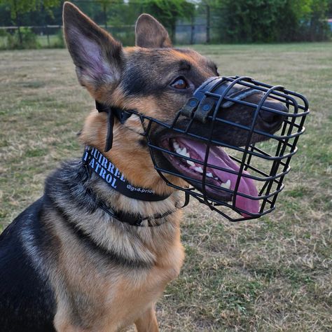 Even if your dog is not aggressive, it's still important to teach them how to use a muzzle and a good collar. #dogfriendly #dogphoto #dogphotography #DogLover #workingdog #dogcollar #dogmuzzle #dogfashion #germanshepherdworld #germanshepred Muzzled Dog, Dog Muzzles, Aggressive Dogs, German Shep, Dog Muzzle, Aggressive Dog, Big Dog, June 21, Dog Photography