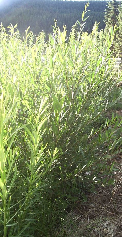 10 Good Reasons to Grow basket Willows on your Homestead joybileefarm.com Oregon Homestead, Vegan Homesteading, Tree Hay, Willow Bush, Easiest Plants To Grow, Willow Sticks, Basket Willow, Willow Garden, Farm Diy