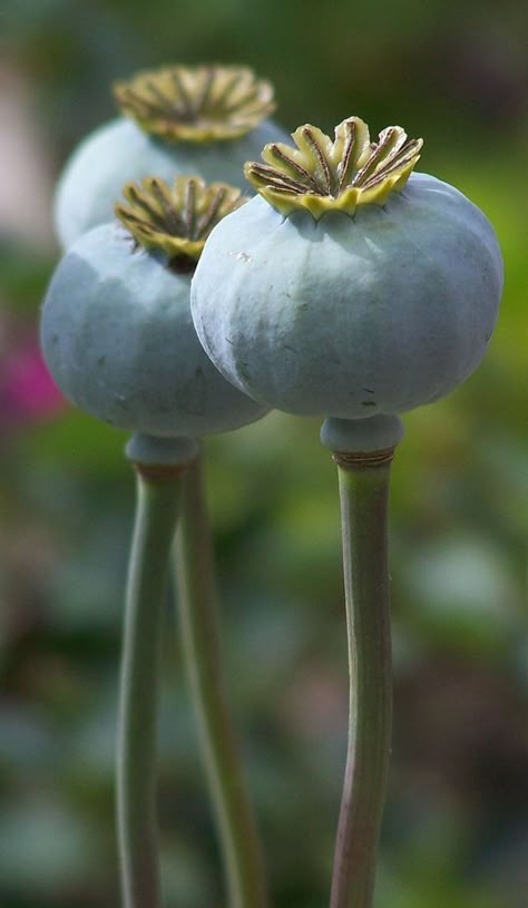 Floral Photography Art, Poppy Seed Pods, Poppy Pods, Nature Projects, Seed Heads, Seed Pod, Watercolor Projects, Poppy Seeds, Floral Photography