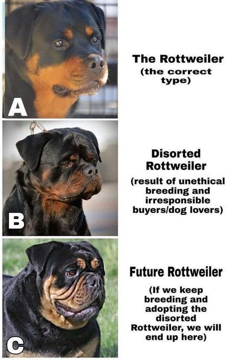 Rottweiler Training, Dog Infographic, Rottweiler Breed, Dog Fails, Fun Facts About Animals, Rottweiler Mix, Dog Health Tips, Helpful Things, Dog Training Advice